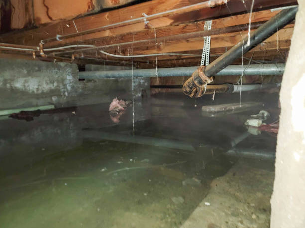 Best Flood restoration services  in Medford, WI